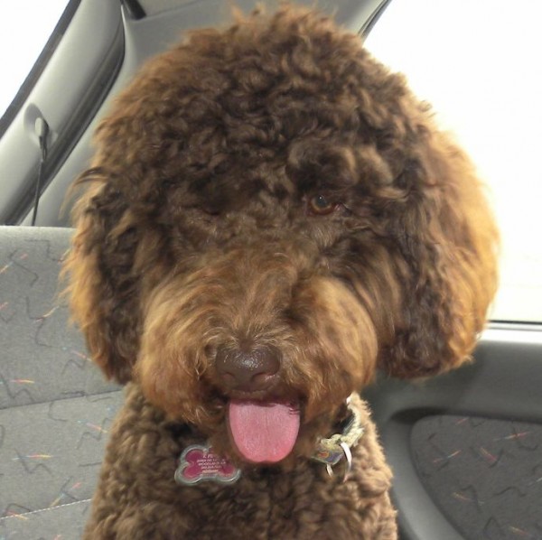 Loli - F1B Labradoodle from Tippy