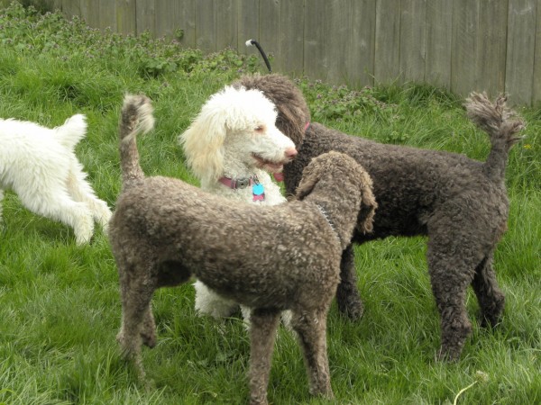 Three Females - this is the first meet up between the chocolate dogs and the white standard Poodle