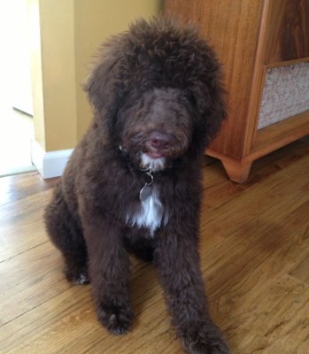 Maybelle - Multigen Labradoodle from Tippy and Hershey