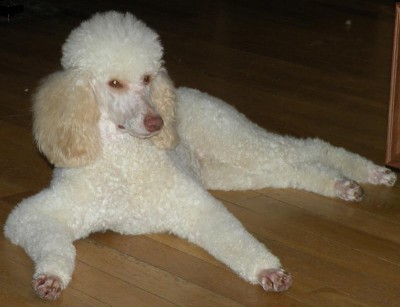 MJ - Molly's Mommy - Moyen Poodle from themoyenpoodle.com