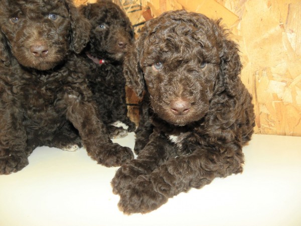Small Standard Poodles for Sale in Washington State