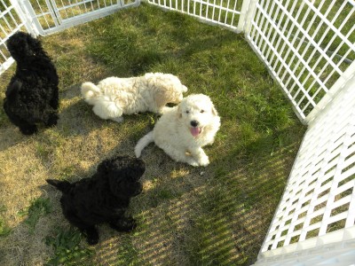 F1b Goldendoodle Puppies - 2011 Litter
