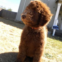 Nala - F1B Chocolate Labradoodle.. Nala will be Parchment color when she grows up