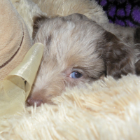 Red Ribbon Merle Aussiedoodle Female SOLD