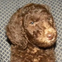 Red Girl - F1b Labradoodle