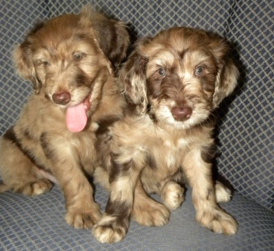 Merle Aussiedoodle puppies - Dreamydoodles.com