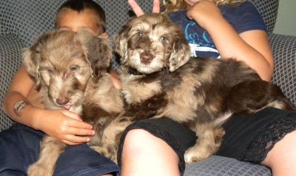 Two of our Merle F1 Aussiedoodle Puppies - Sammy and Flower