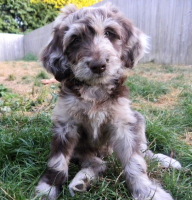 F1 Aussiedoodle Female Available