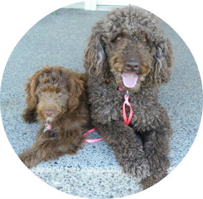 standard poodle and mini aussiedoodle