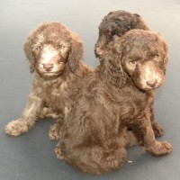 Blue Boy, Red Girl and Purple Girl - F1b Labradoodles - Available