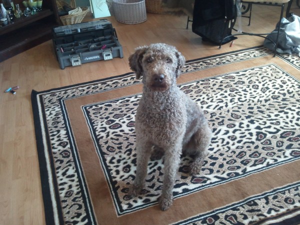 Tippy Rose - Labradoodle in her summer cut..