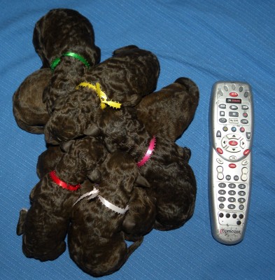 F1b Labradoodle Puppy Pile - 24 hours old