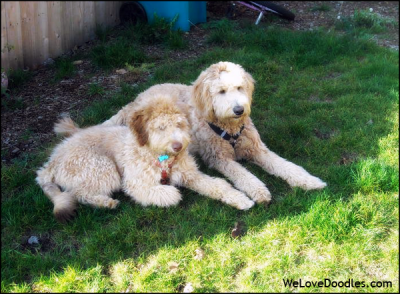 Aussiedoodle and Goldendoodle Pals